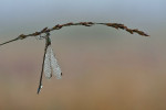 Gewone pantserjuffer (Lestes sponsa) in dauw, Elspeet